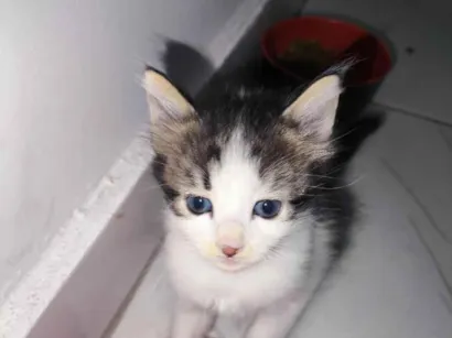 Gato raça SRD-ViraLata idade Abaixo de 2 meses nome Espoletinhas 