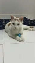 Pipoquinho