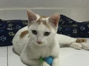 Gato raça SRD-ViraLata idade 7 a 11 meses nome Pipoquinho