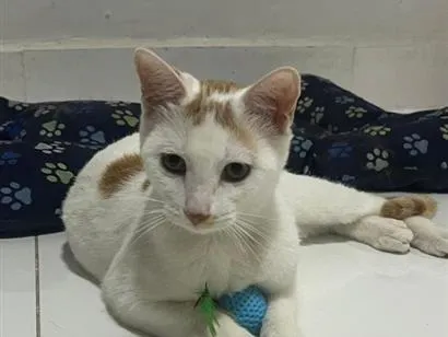 Gato raça SRD-ViraLata idade 7 a 11 meses nome Pipoquinho
