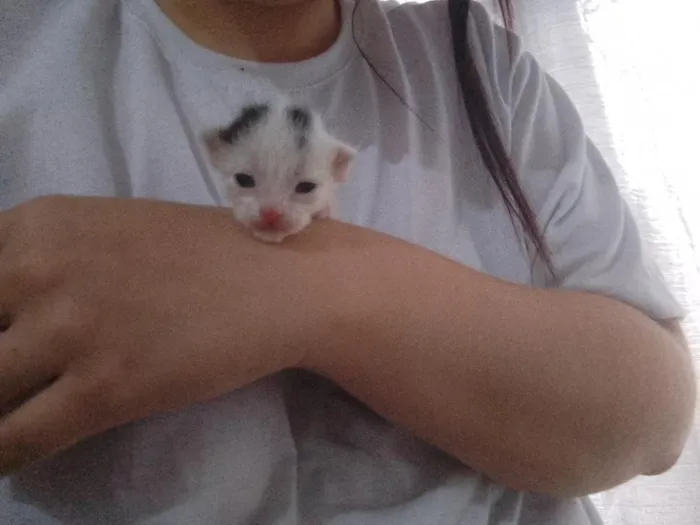 Gato raça SRD-ViraLata idade Abaixo de 2 meses nome Branquinha