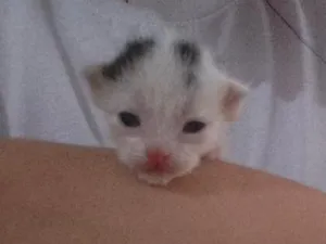 Gato raça SRD-ViraLata idade Abaixo de 2 meses nome Branquinha