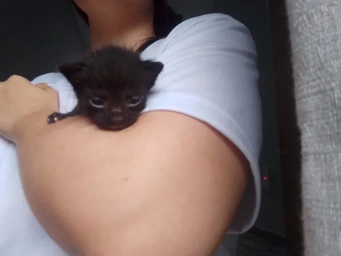 Gato raça SRD-ViraLata idade Abaixo de 2 meses nome Pretinho 