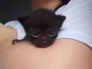 Gato raça SRD-ViraLata idade Abaixo de 2 meses nome Pretinho 