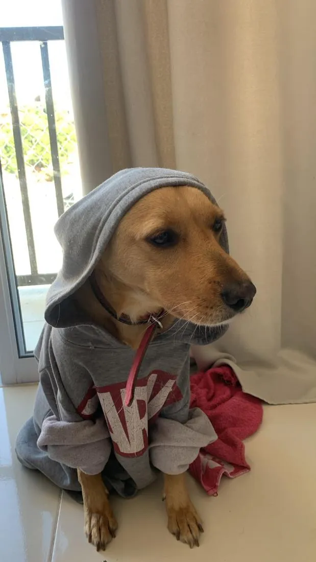 Cachorro raça SRD-ViraLata idade 5 anos nome MANTEIGA