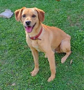 Cachorro raça SRD-ViraLata idade 5 anos nome MANTEIGA