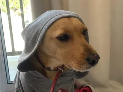 Cachorro raça SRD-ViraLata idade 5 anos nome MANTEIGA