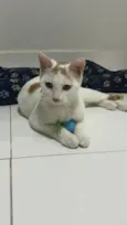 Pipoquinho