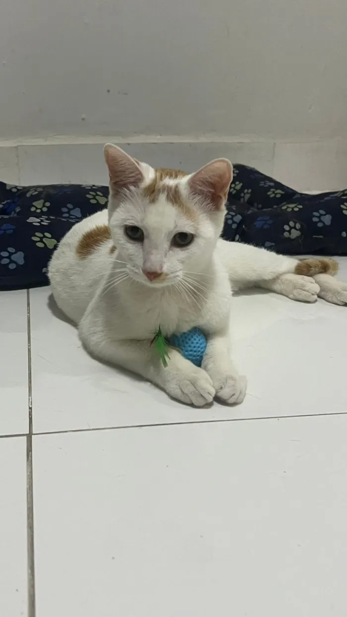 Gato raça SRD-ViraLata idade 7 a 11 meses nome Pipoquinho