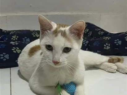Gato raça SRD-ViraLata idade 7 a 11 meses nome Pipoquinho