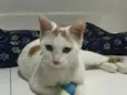 Pipoquinho