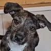 Bebê 