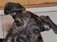 Bebê 
