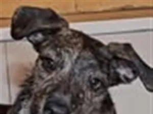 Cachorro raça SRD-ViraLata idade 7 a 11 meses nome Bebê 
