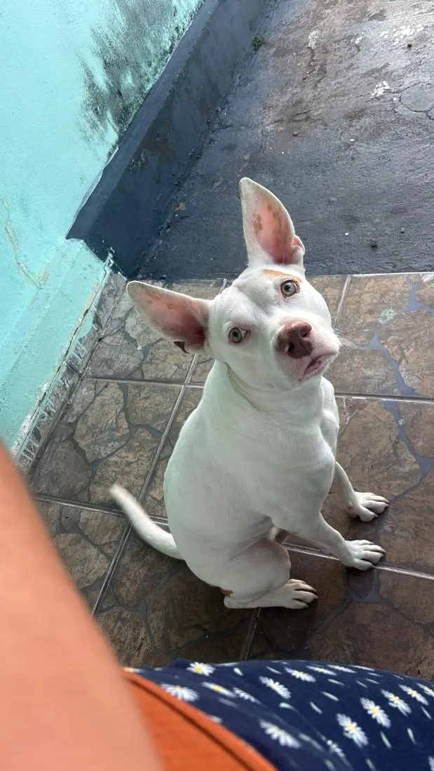 Cachorro raça SRD-ViraLata idade 1 ano nome Zeus