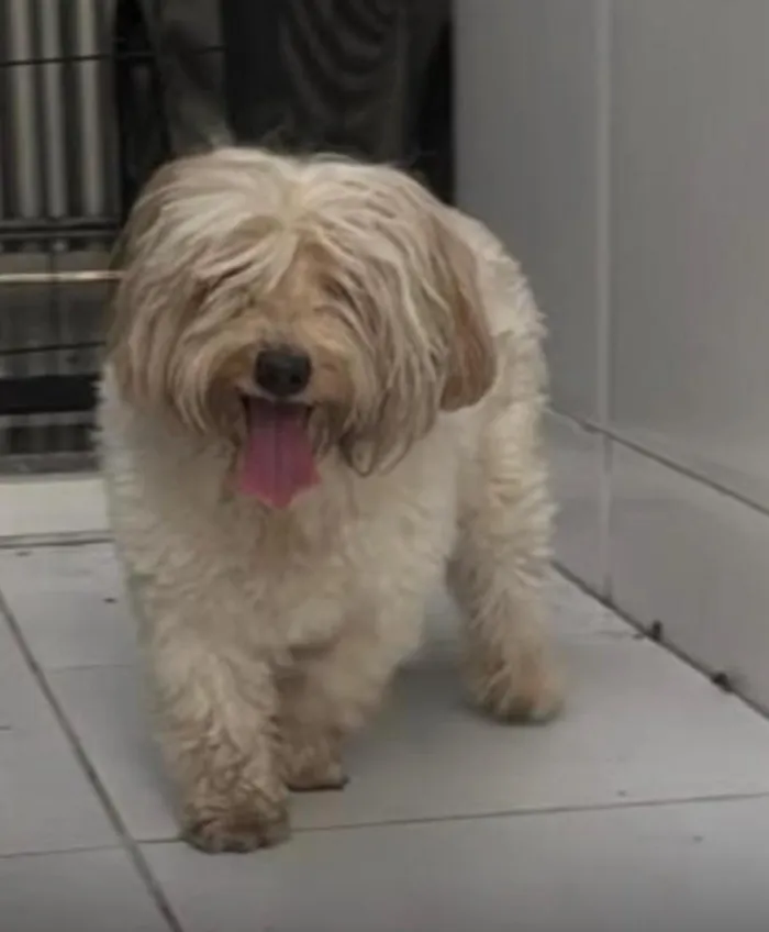Cachorro raça Lhasa Apso idade 3 anos nome Não sabemos o nome