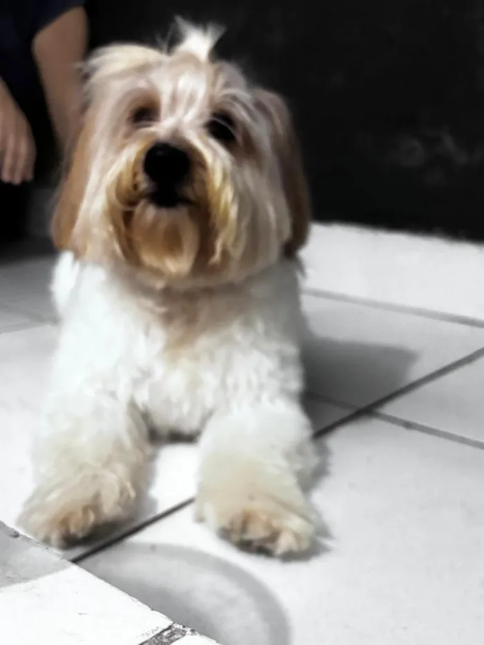 Cachorro raça Lhasa Apso idade 3 anos nome Não sabemos o nome