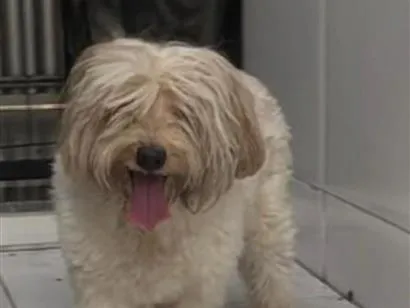 Cachorro raça Lhasa Apso idade 3 anos nome Não sabemos o nome