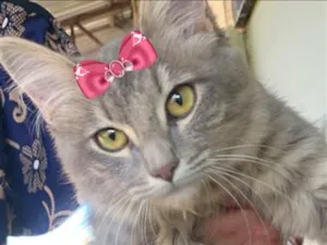 Gato raça SRD-ViraLata idade 2 a 6 meses nome Sandy