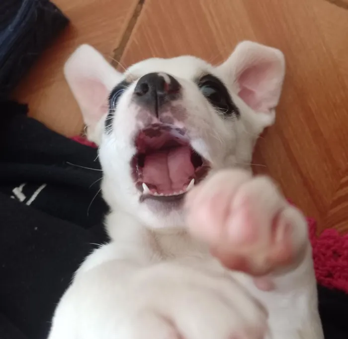 Cachorro raça SRD-ViraLata idade 2 a 6 meses nome Ozzy