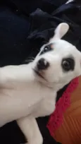 Ozzy