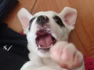 Cachorro raça SRD-ViraLata idade 2 a 6 meses nome Ozzy