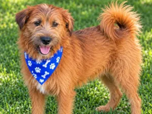 Cachorro raça SRD-ViraLata idade 2 anos nome Zézinho 