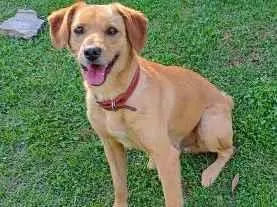 Cachorro raça SRD-ViraLata idade 5 anos nome MANTEIGA