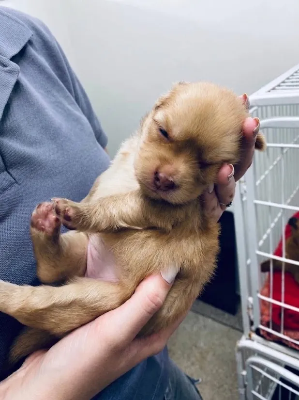 Cachorro raça SRD-ViraLata idade Abaixo de 2 meses nome Maya