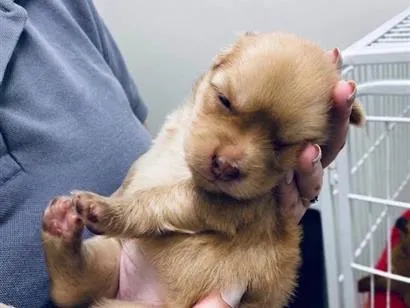 Cachorro raça SRD-ViraLata idade Abaixo de 2 meses nome Maya