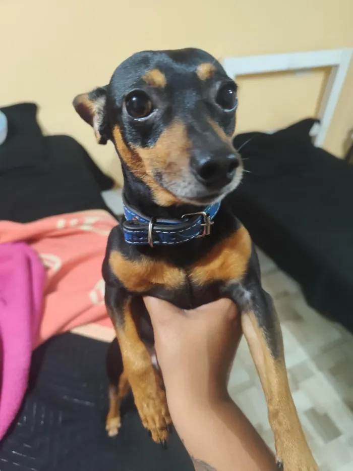 Cachorro raça Pinscher idade 4 anos nome Ted 