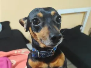 Cachorro raça Pinscher idade 4 anos nome Ted 