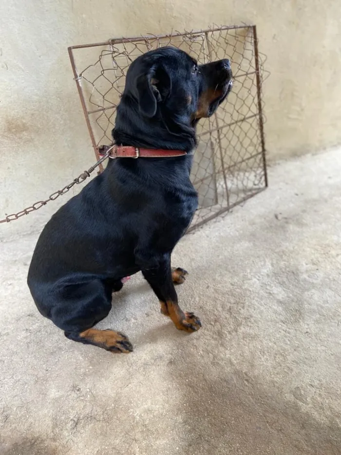 Cachorro raça Rottweiler idade 5 anos nome Zeus