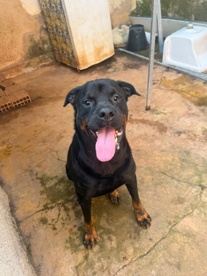 Cachorro raça Rottweiler idade 5 anos nome Zeus