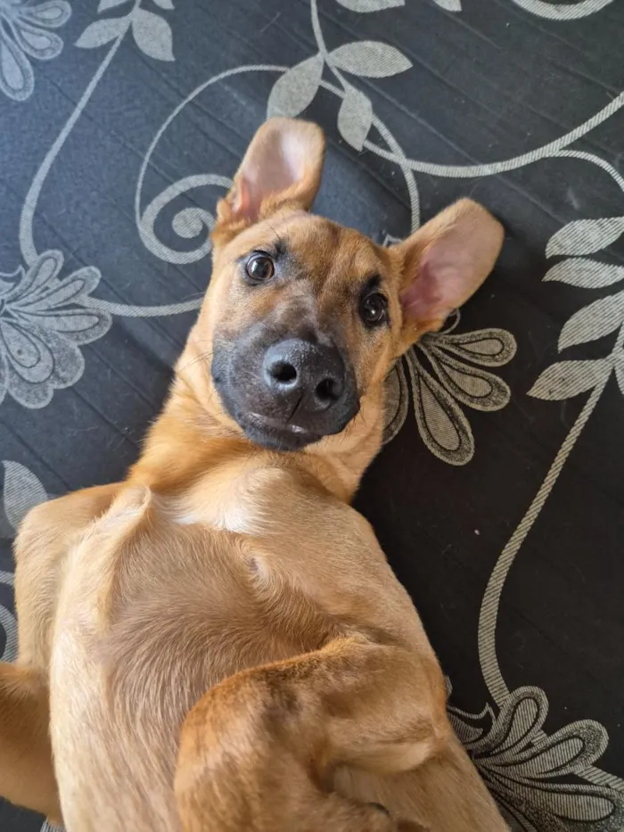 Cachorro raça SRD-ViraLata idade 7 a 11 meses nome Zé Caramelo