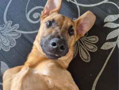 Cachorro raça SRD-ViraLata idade 7 a 11 meses nome Zé Caramelo