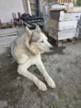 está sem coleira