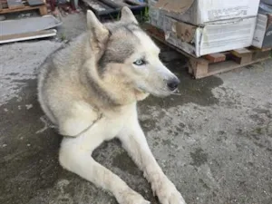 Cachorro raça SRD-ViraLata idade 3 anos nome está sem coleira