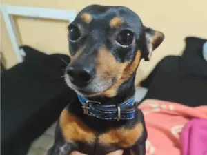 Cachorro raça Pinscher idade 4 anos nome Ted 