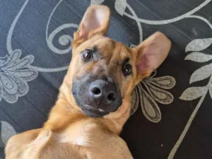 Cachorro raça SRD-ViraLata idade 7 a 11 meses nome Zé Caramelo