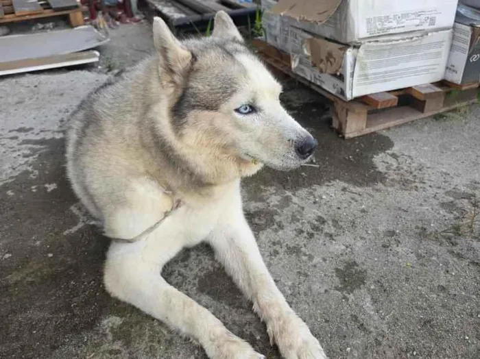 Cachorro raça SRD-ViraLata idade 3 anos nome está sem coleira
