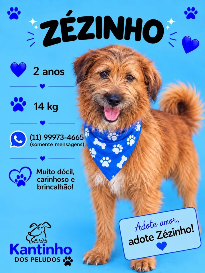 Cachorro raça SRD-ViraLata idade 2 anos nome Zézinho 