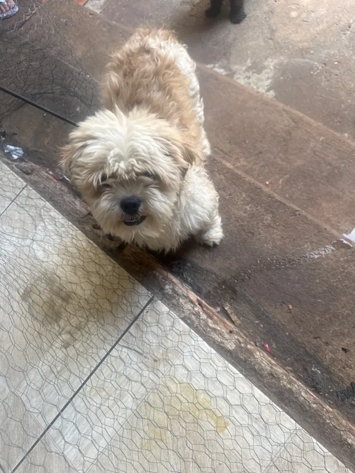 Cachorro raça Shitzu idade 3 anos nome Diey 