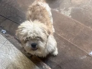 Cachorro raça Shitzu idade 3 anos nome Diey 