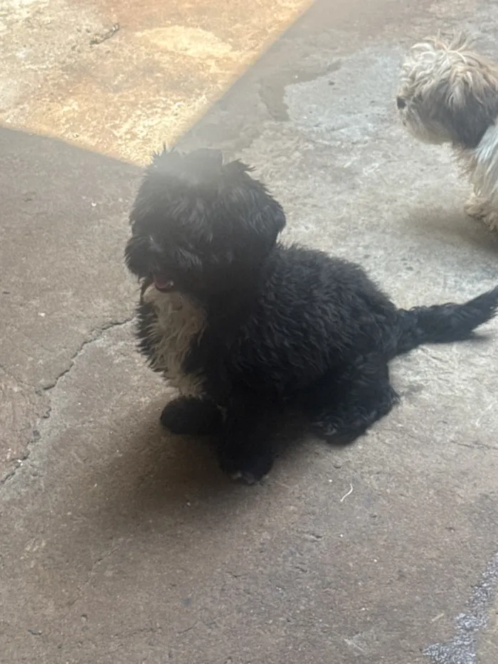 Cachorro raça Shitzu idade 2 anos nome Black 