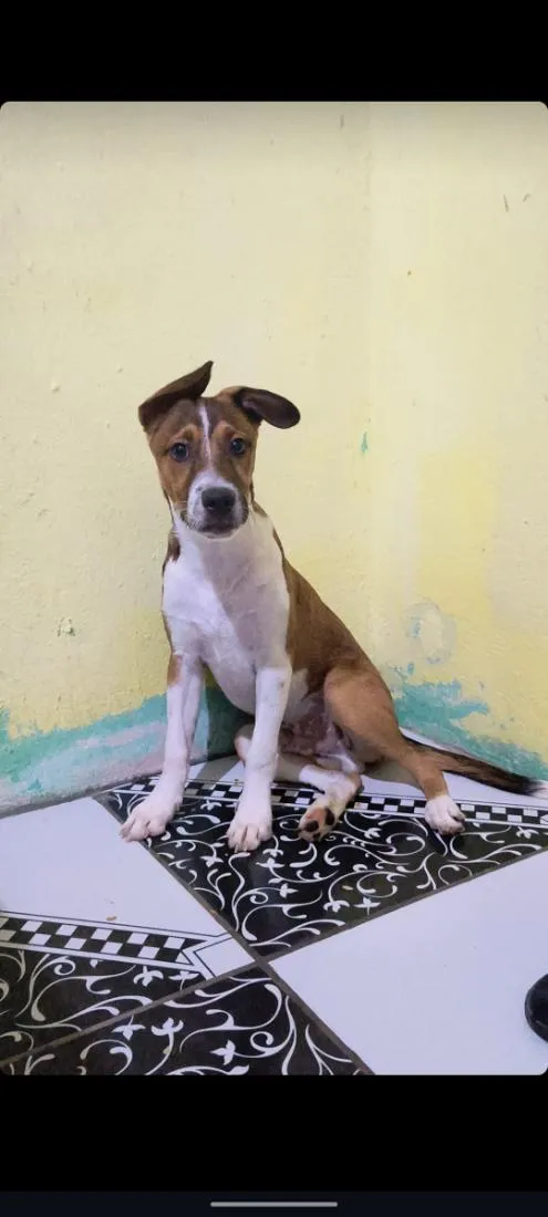 Cachorro raça SRD-ViraLata idade 2 a 6 meses nome Apollo