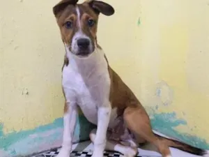 Cachorro raça SRD-ViraLata idade 2 a 6 meses nome Apollo
