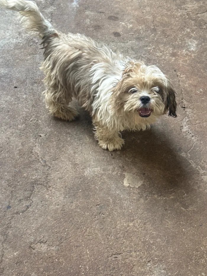 Cachorro raça Shitzu idade 2 a 6 meses nome Snoopy