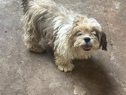 Cachorro raça Shitzu idade 2 a 6 meses nome Snoopy