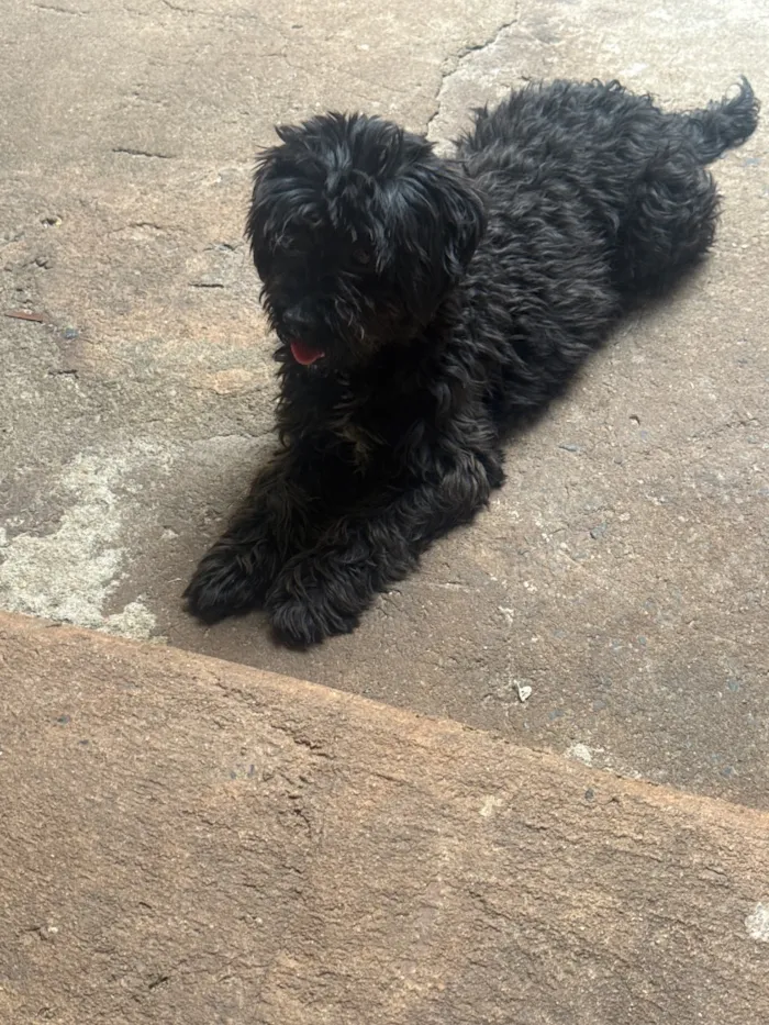 Cachorro raça Shitzu idade 3 anos nome Chloe